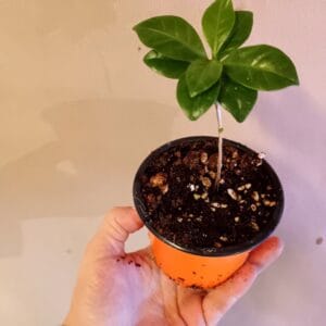 Coffee arabica (Arabiankahvi)