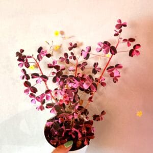Oxalis vulcanicola Plum Crazy (Laavakäenkaali)