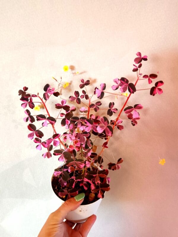 Oxalis vulcanicola Plum Crazy (Laavakäenkaali)