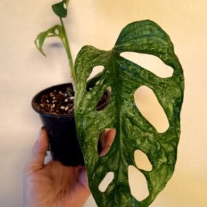 Monstera adansonii Mint (Aarnipeikonlehti)