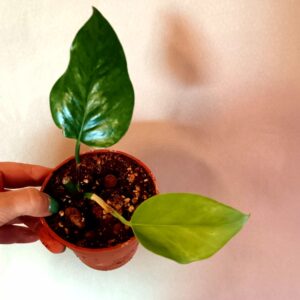Epipremnum Jungle Star/ Marble Green (Kultaköynnös)