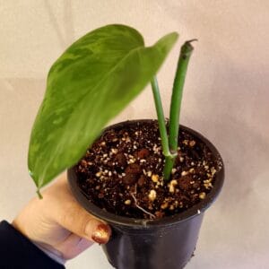 Epipremnum Jungle Star/ Marble Green (Kultaköynnös)