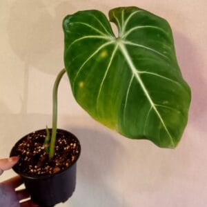 Philodendron gloriosum (Köynnösvehka)