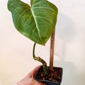 Philodendron gloriosum (Köynnösvehka)