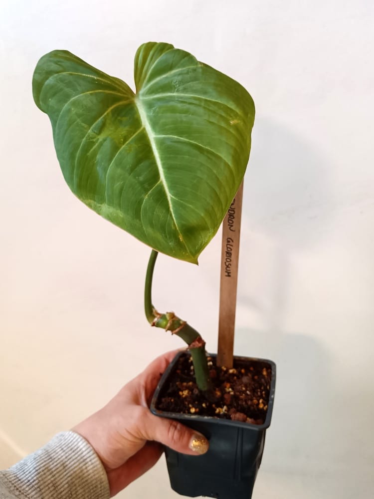 Philodendron gloriosum (Köynnösvehka)