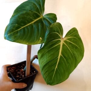 Philodendron gloriosum (Köynnösvehka)