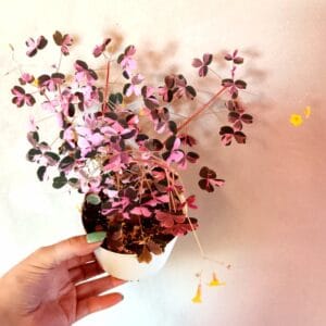 Oxalis vulcanicola Plum Crazy (Laavakäenkaali)
