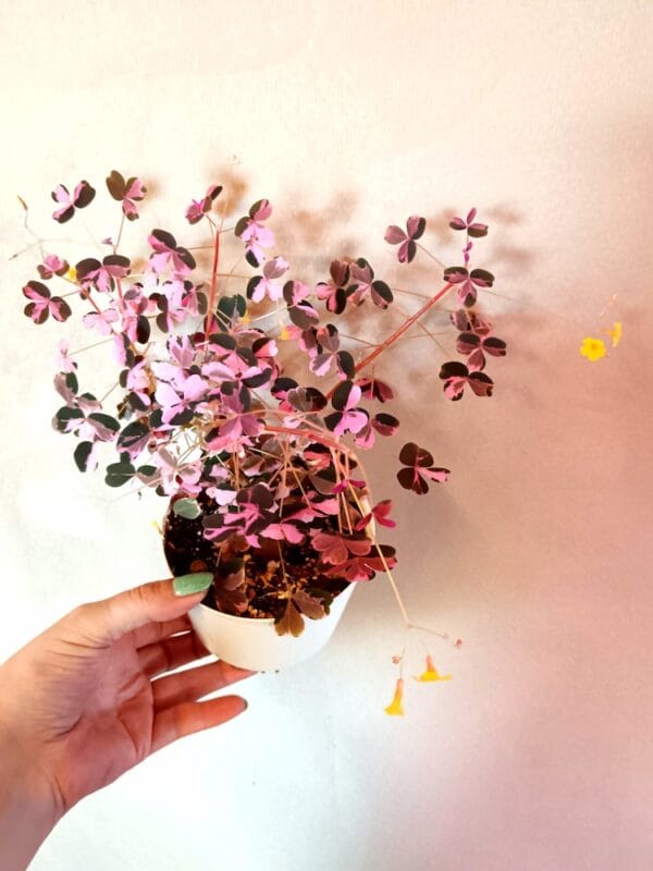 Oxalis vulcanicola Plum Crazy (Laavakäenkaali)