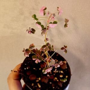 Oxalis vulcanicola Plum Crazy (Laavakäenkaali)