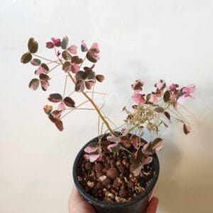 Oxalis vulcanicola Plum Crazy (Laavakäenkaali)