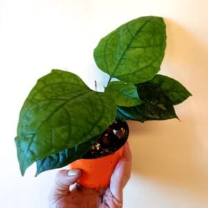 Clerodendrum thomsoniae (Kirjokohtalonköynnös)