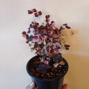 Oxalis vulcanicola Plum Crazy (Laavakäenkaali)
