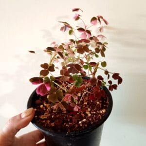 Oxalis vulcanicola Plum Crazy (Laavakäenkaali)
