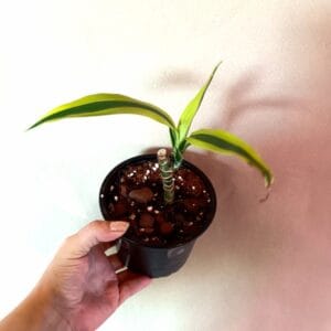 Tracaena deremensis Lemon Lime (Juovatraakkipuu)