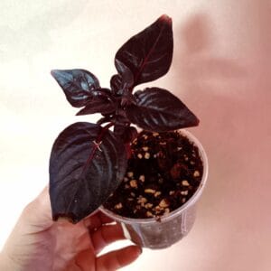 Iresine herbstii Rich Darkstar (Punalehti)