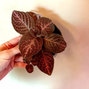 Episcia cupreata (Hohtokuparilehti)