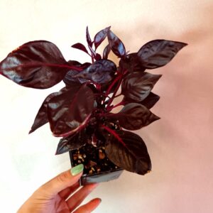 Iresine herbstii Rich Darkstar (Punalehti)