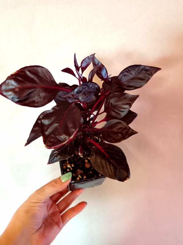 Iresine herbstii Rich Darkstar (Punalehti)
