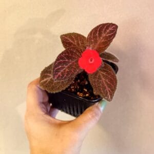 Episcia cupreata (Hohtokuparilehti)