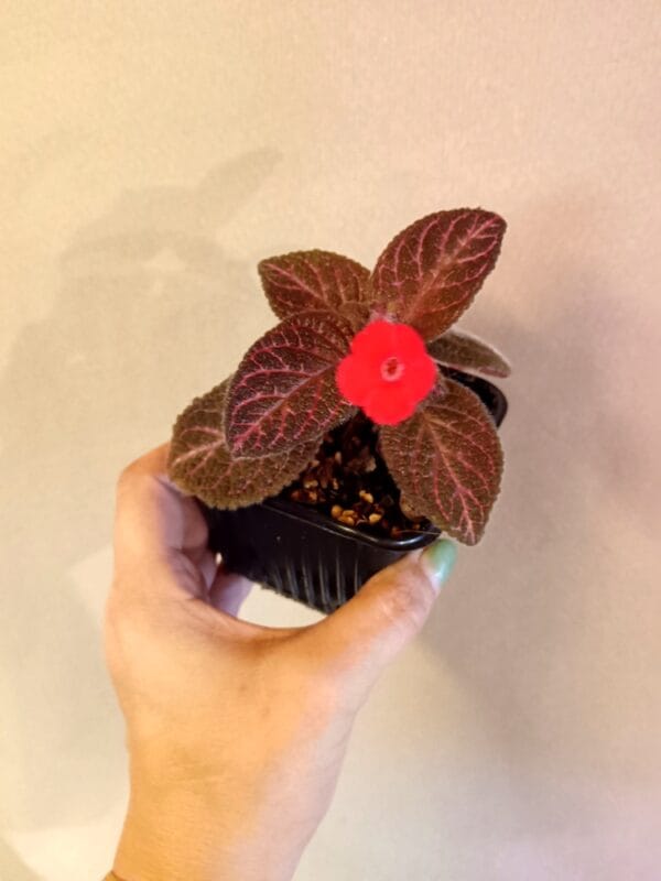 Episcia cupreata (Hohtokuparilehti)