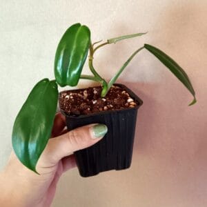 Philodendron Golden Violin (Köynnösvehka)