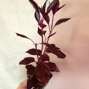 Iresine herbstii Rich Darkstar (Punalehti)