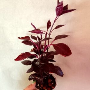 Iresine herbstii Rich Darkstar (Punalehti)