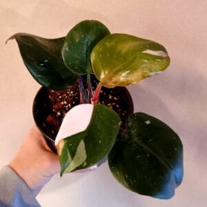 Philodendron White Knight (Köynnösvehka)