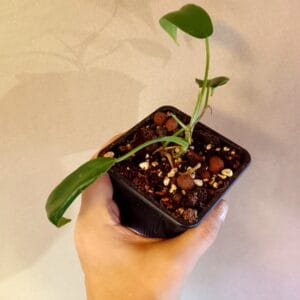 Philodendron Golden Violin (Köynnösvehka)