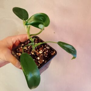 Philodendron Golden Violin (Köynnösvehka)