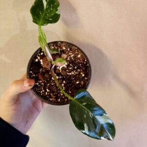 Philodendron White Princess (Köynnösvehka)