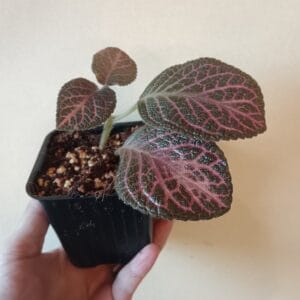 Episcia cupreata (Hohtokuparilehti)