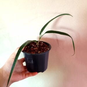 Ficus binnendijkii Alii (Pitkälehtiviikuna)