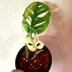 Monstera adansonii Albo Variegata (Aarnipeikonlehti)