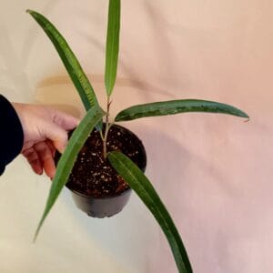 Ficus binnendijkii Alii (Pitkälehtiviikuna)