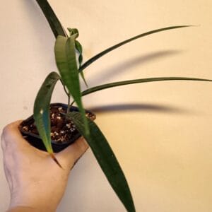 Ficus binnendijkii Alii (Pitkälehtiviikuna)
