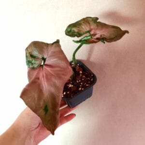 Syngonium Strawberry (Muulinkultakorva)