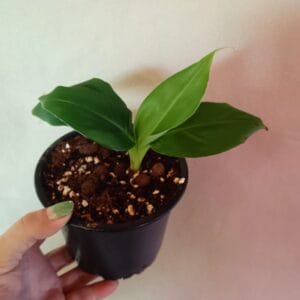 Musa (Banaani)