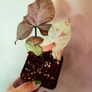 Syngonium Pink Salmon (Muulinkultakorva)