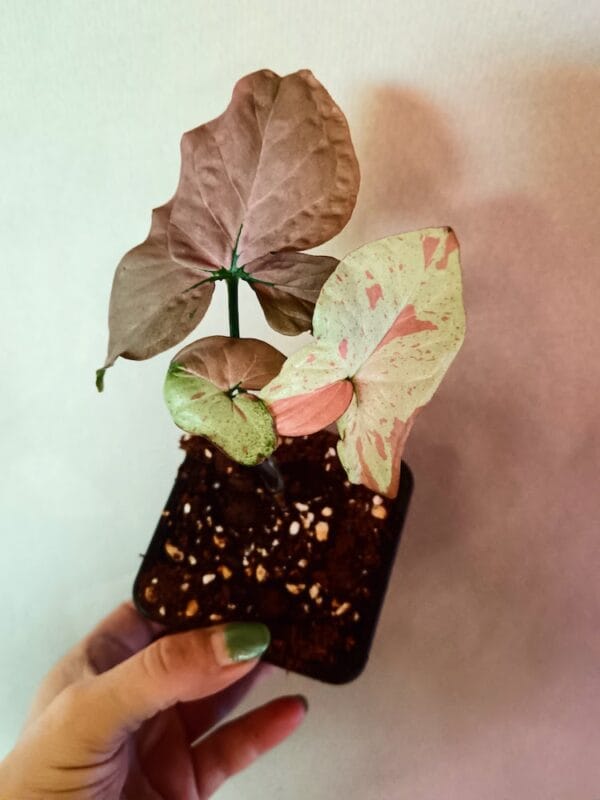 Syngonium Pink Salmon (Muulinkultakorva)