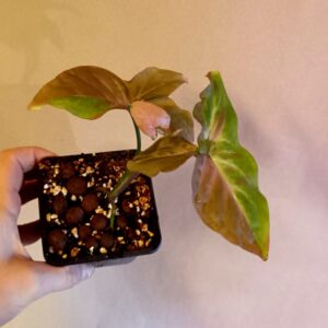 Syngonium Pink Salmon (Muulinkultakorva)