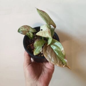 Syngonium Pink Salmon (Muulinkultakorva)