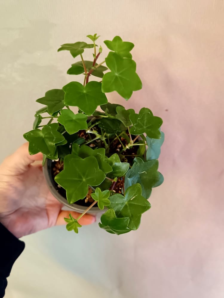 Pelargonium Gay Baby (Pelargoni)