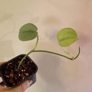 Scindapsus Silver Hero (Hopeaköynnös)