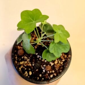 Pelargonium Gay Baby (Pelargoni)