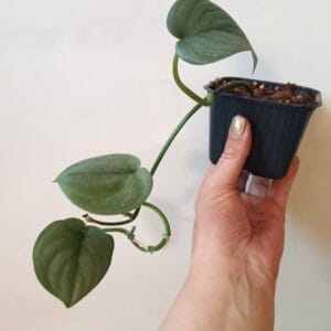 Scindapsus Silver Hero (Hopeaköynnös)