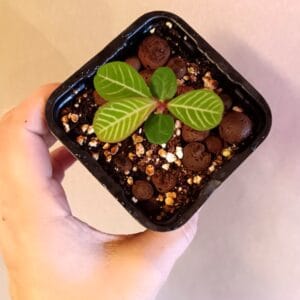 Euphorbia leuconeura (Nukkatyräkki)