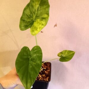 Alocasia odora California Aurea Variegata (Juurakkovehka)