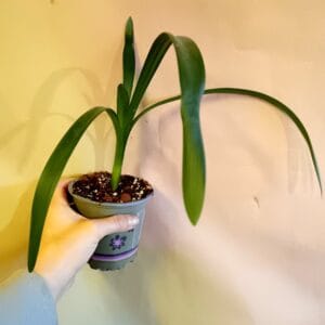 Clivia minata (Kliivia, punasarja)