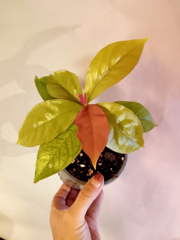 Pereskia aculeata (Karibianpuukaktus)